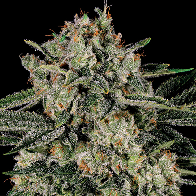 Buy Anesia Seeds Banana MAC FEM