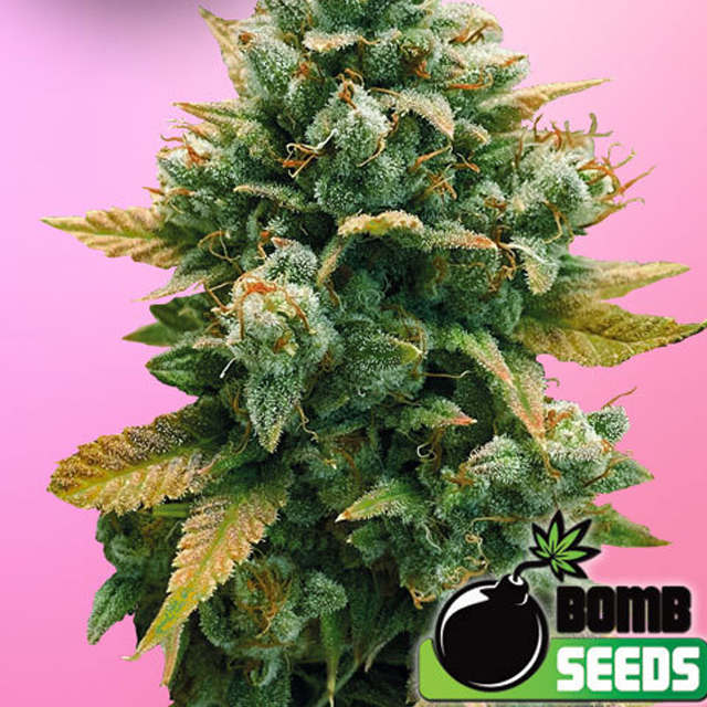 Buy Bomb Seeds Godfather Bomb FEM