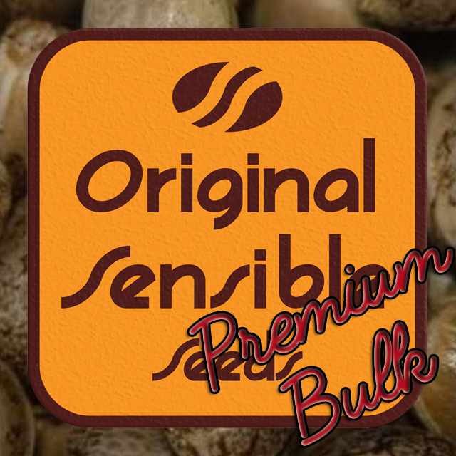 Buy Original Sensible Seeds Garlic Cookies FEM