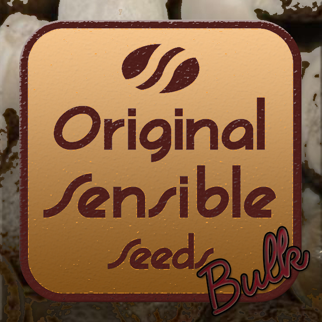 Buy Original Sensible Seeds Black Domina Fast FEM