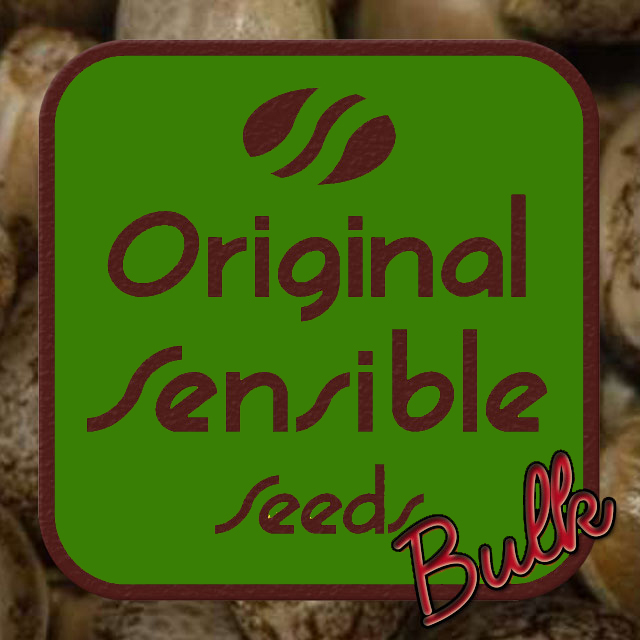 Buy Original Sensible Seeds Purple Thai REG