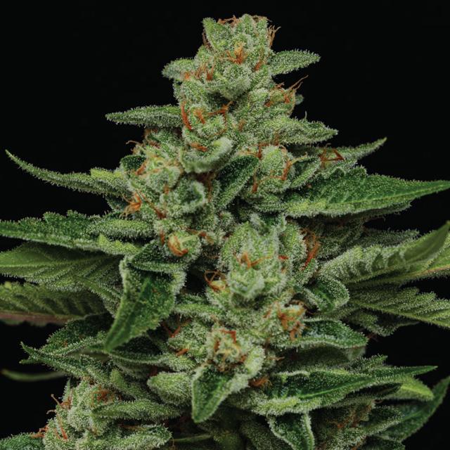 Buy Humboldt Seed Company Fortune Cookie FEM