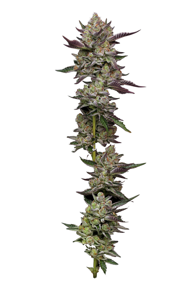 Buy Humboldt Seed Company Poddy Mouth FEM