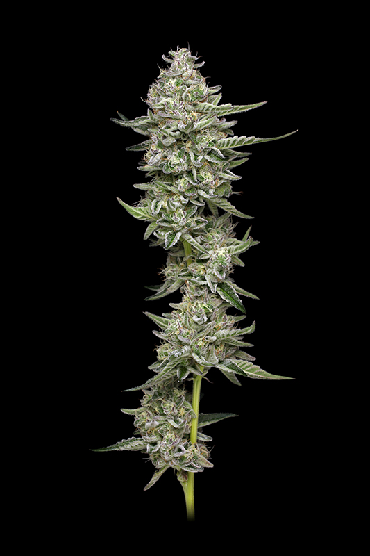 Buy Humboldt Seed Company Slightly Stoopid Collie Man Kush FEM