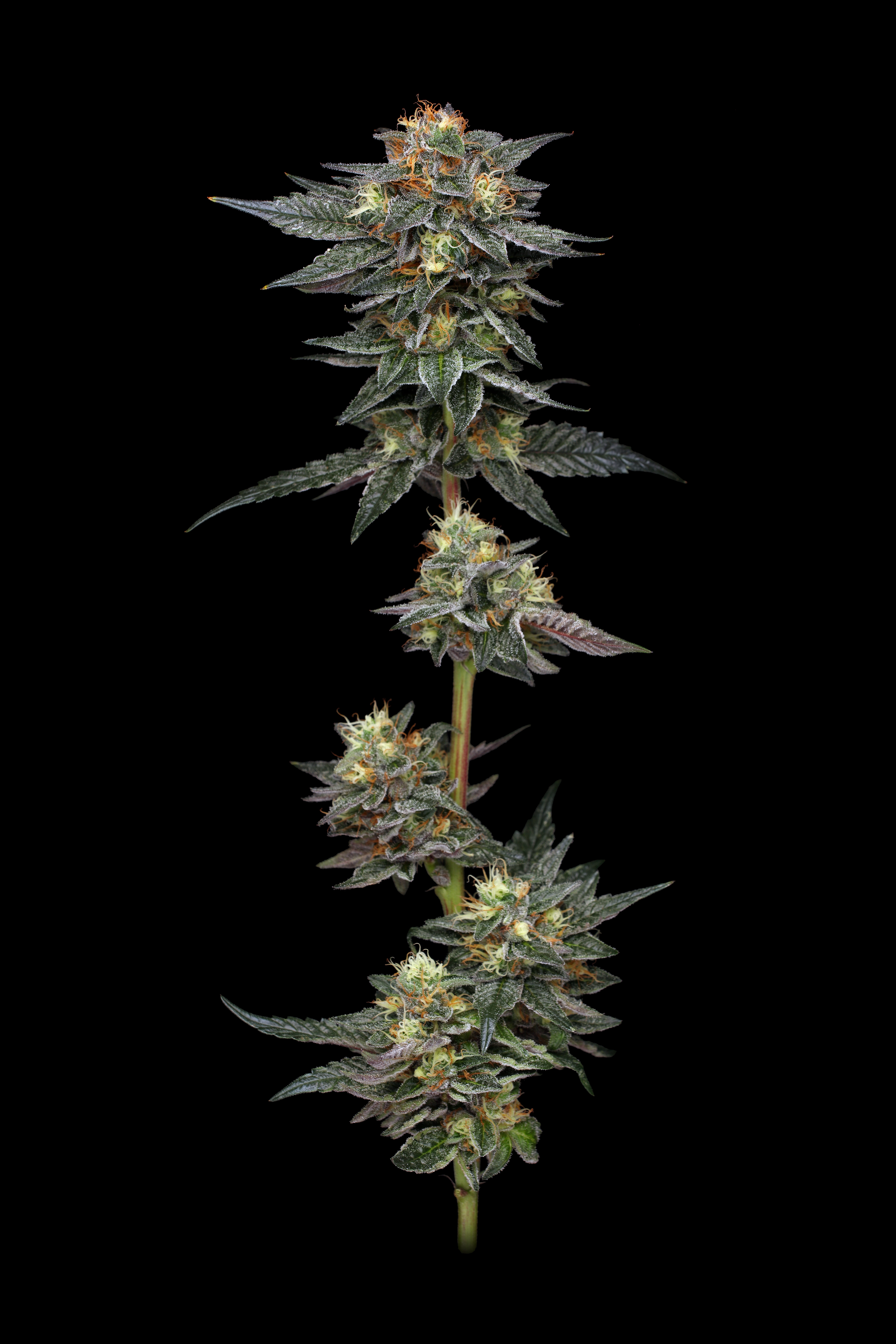 Buy Humboldt Seed Company The Bling FEM