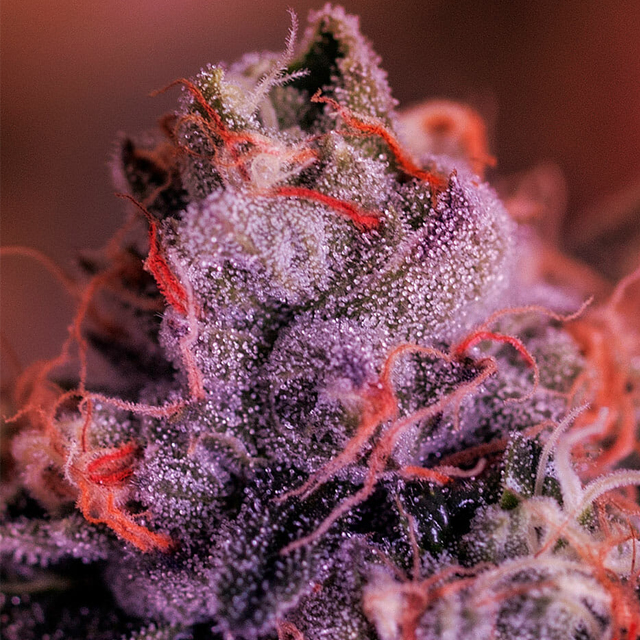 Buy Positronics Seeds Gordomaster Kush FEM