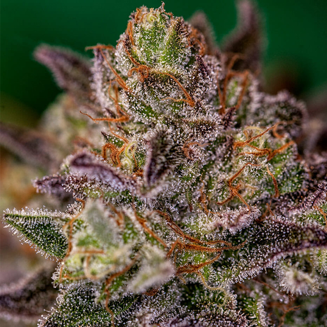 Buy Positronics Seeds Purple Cherry FEM