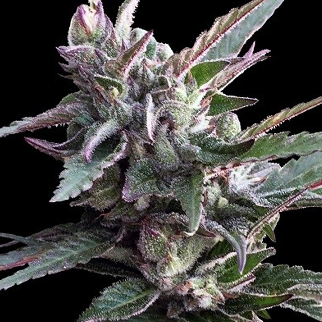 Buy Ace Seeds Thai Chi FEM