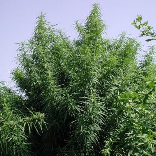 Buy Ace Seeds Tropical Mix FEM