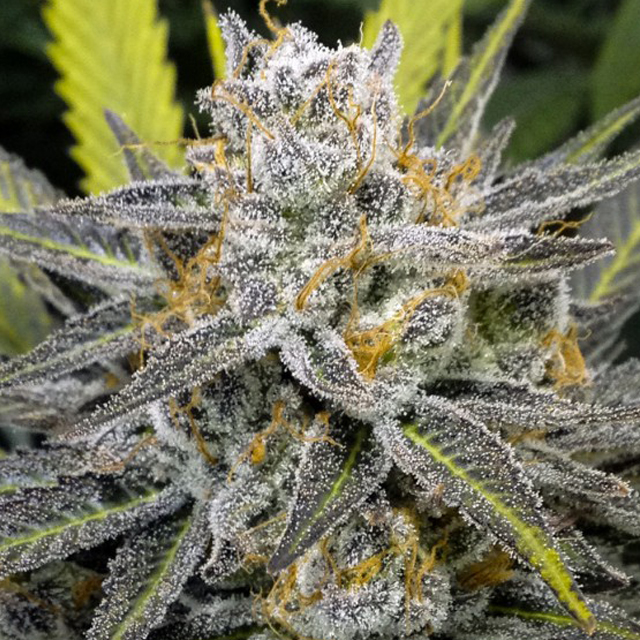 Buy DNA Genetics Seeds Banana Split REG