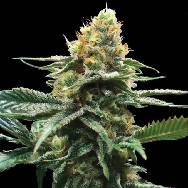 Buy DNA Genetics Seeds Sour Sorbet FEM