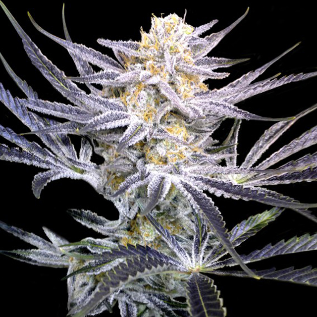 Buy DNA Genetics Seeds Strawberry Fields REG