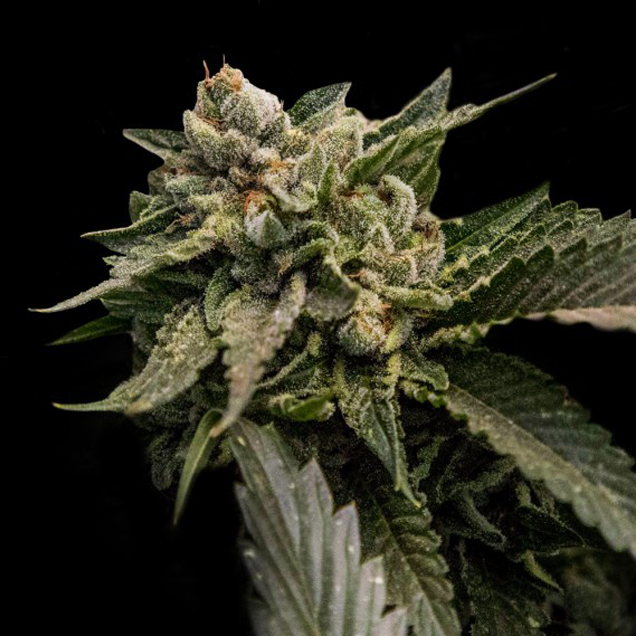 Buy DNA Genetics Seeds Strawberry Sorbet FEM