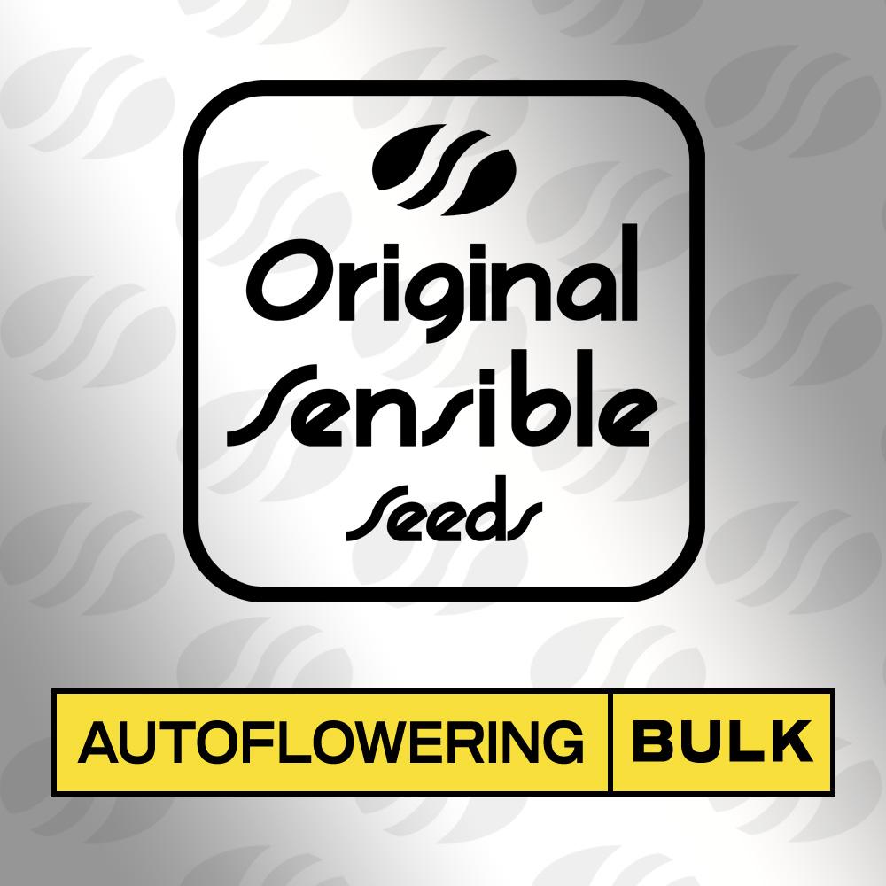 Buy Original Sensible Seeds Frozen Cheesecake Auto FEM