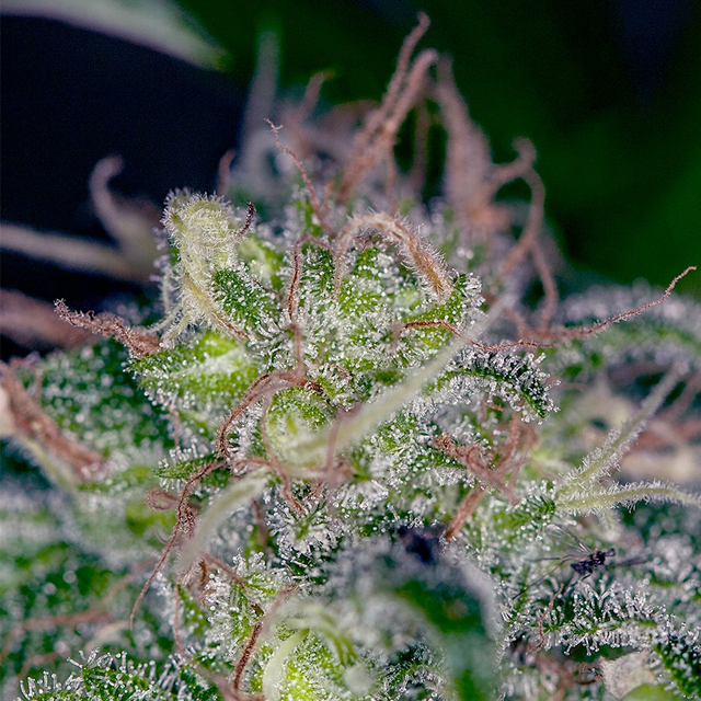 Buy The Cali Connection Seeds Bellini FEM