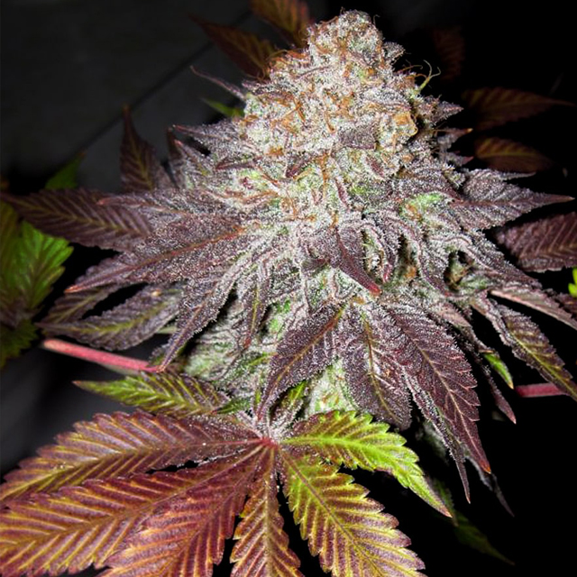 Buy The Cali Connection Seeds Fruit Cup FEM