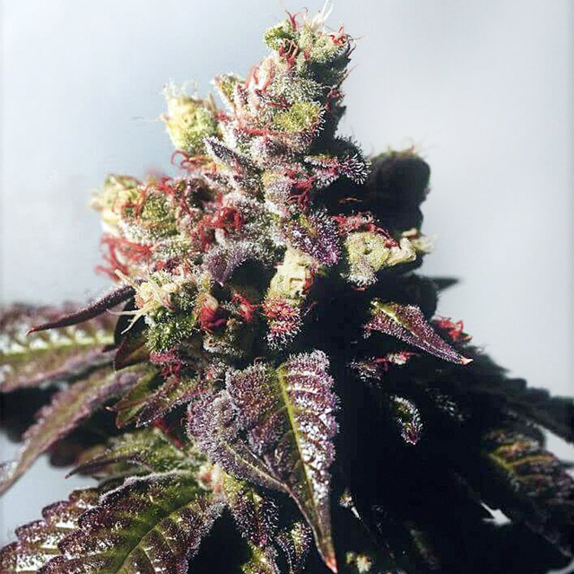 Buy The Cali Connection Seeds Passion Berry FEM