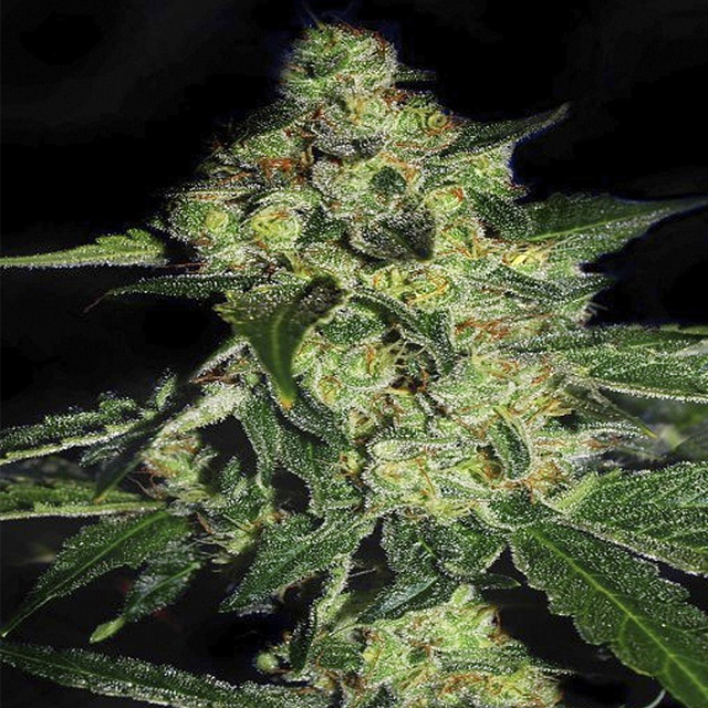 Buy The Cali Connection Seeds Sugarmill FEM