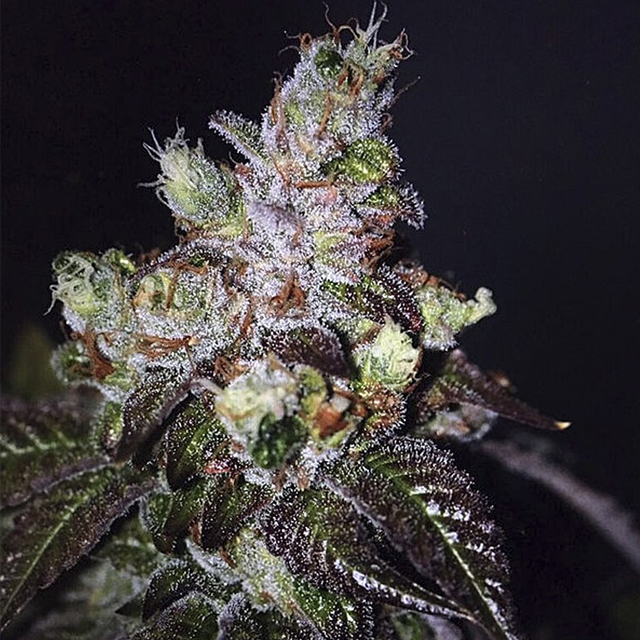 Buy The Cali Connection Seeds Island Punch FEM