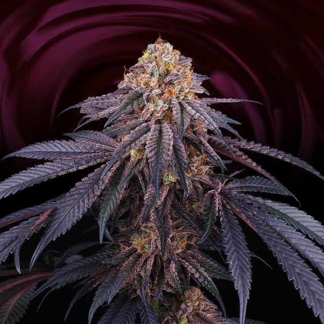 Buy Perfect Tree Seeds Chantilly FEM