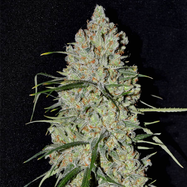 Buy G13 Labs Seeds Pineapple Express #2 Auto FEM