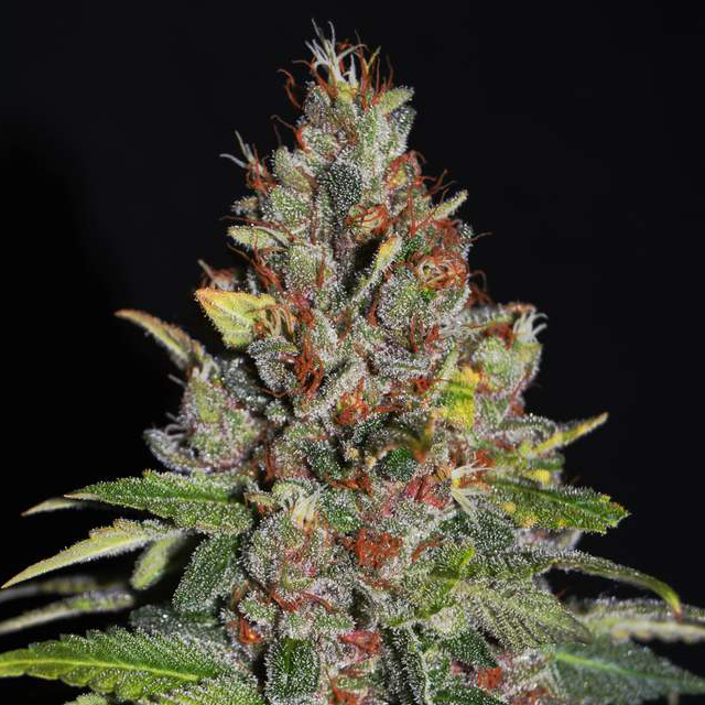Buy G13 Labs Seeds Tropical Punch FEM