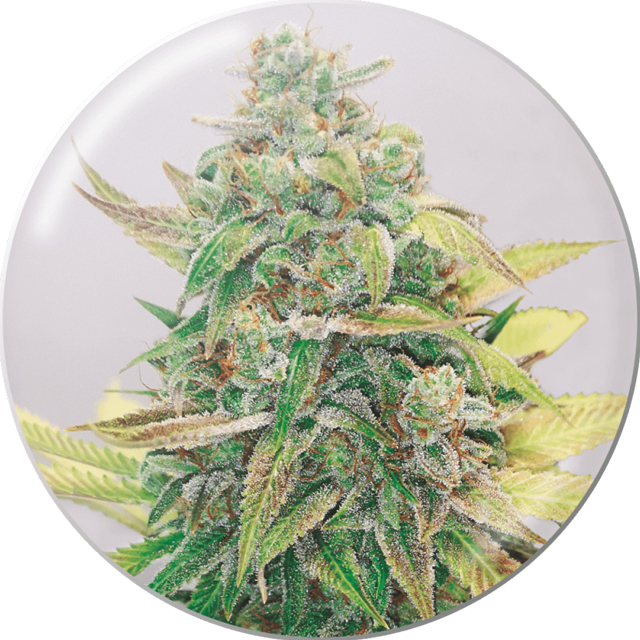 Buy Medical Seeds Strawberry Cake CBD FEM