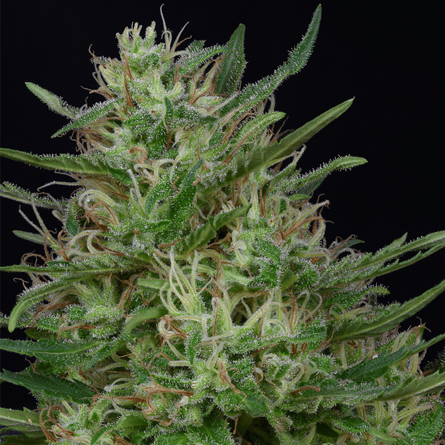 Buy Original Sensible Seeds  Green Crack  FEM