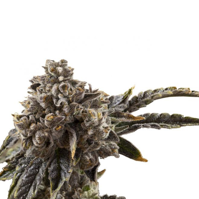 Buy Growers Choice Chocolate Sherbet  FEM