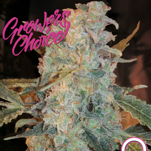 Buy Growers Choice Cinderella 99 Auto FEM