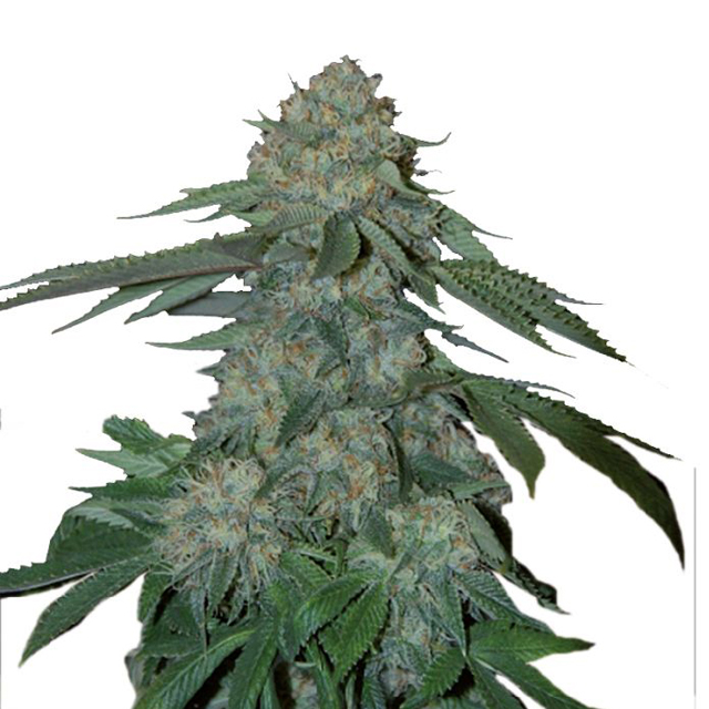 Buy Growers Choice K.O Kush  FEM