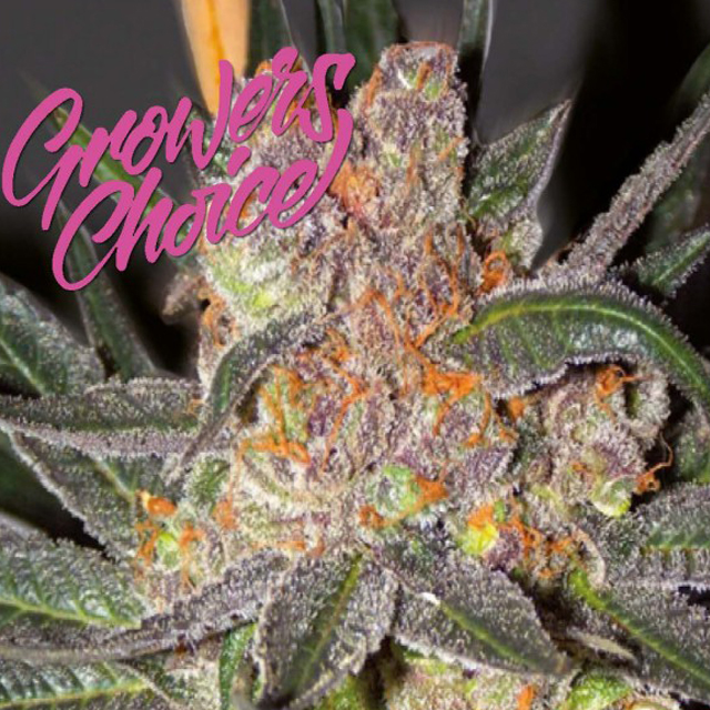 Buy Growers Choice Pink Crystal  FEM