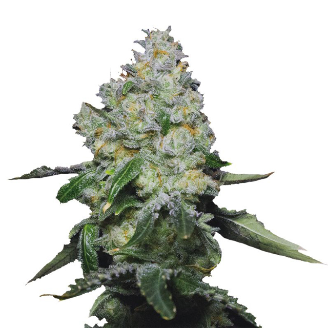 Buy Growers Choice Tropical Cookies Double XL Auto  FEM