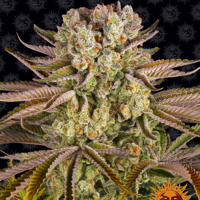 Buy Barneys Farm Seeds Pineapple Express FEM