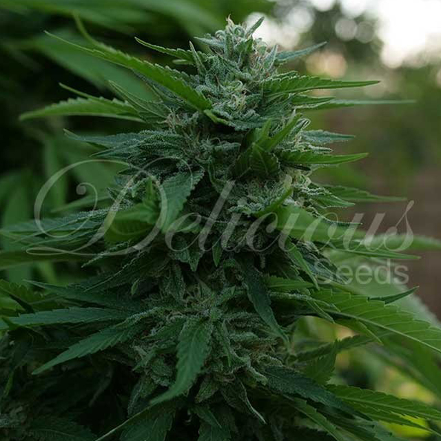 Buy Delicious Seeds Lord Kush FEM