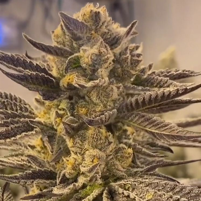 Buy Original Sensible Seeds  Tiramisu FEM