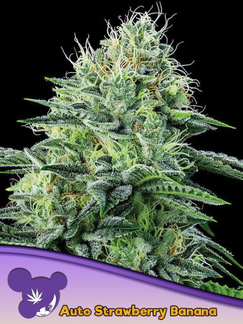 Buy Anesia Seeds Auto Strawberry Banana FEM
