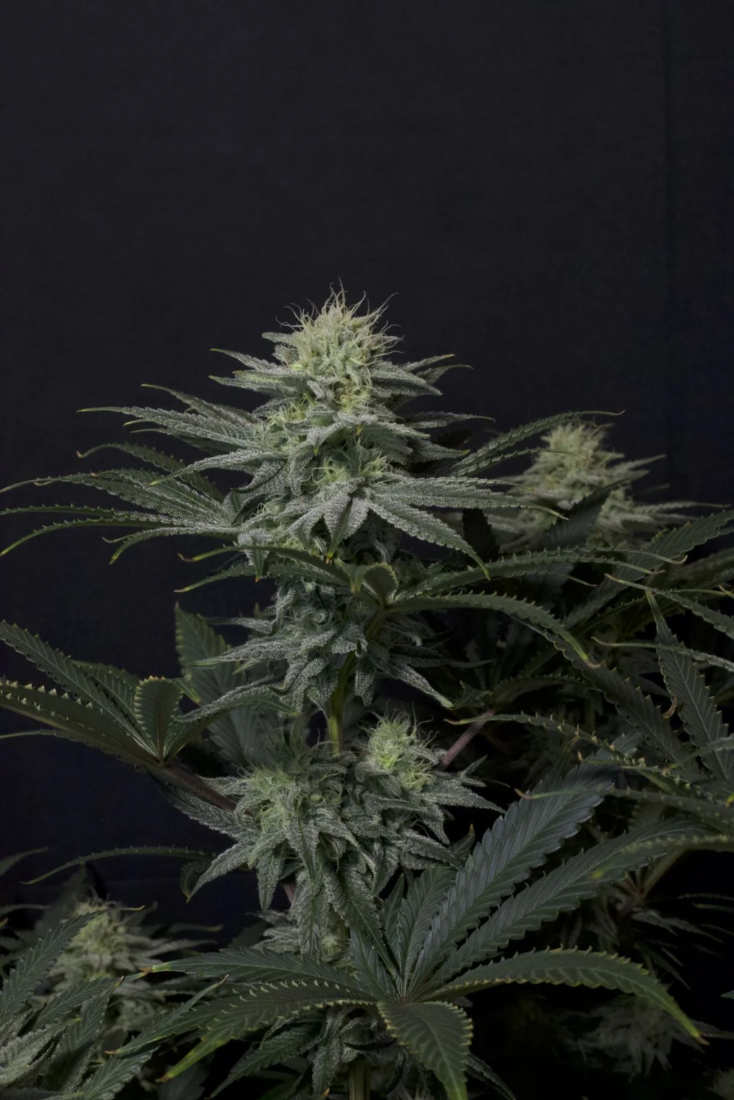 Buy Fast Buds Seeds GG4 Sherbet FF FEM