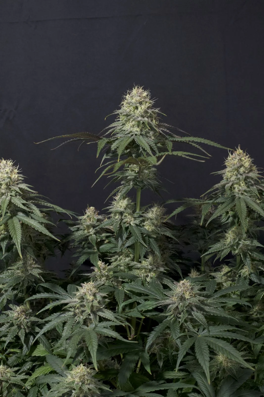 Buy Fast Buds Seeds Tropicana Cookies FF FEM