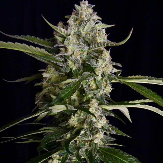 Buy Original Sensible Seeds  Seriosa FEM