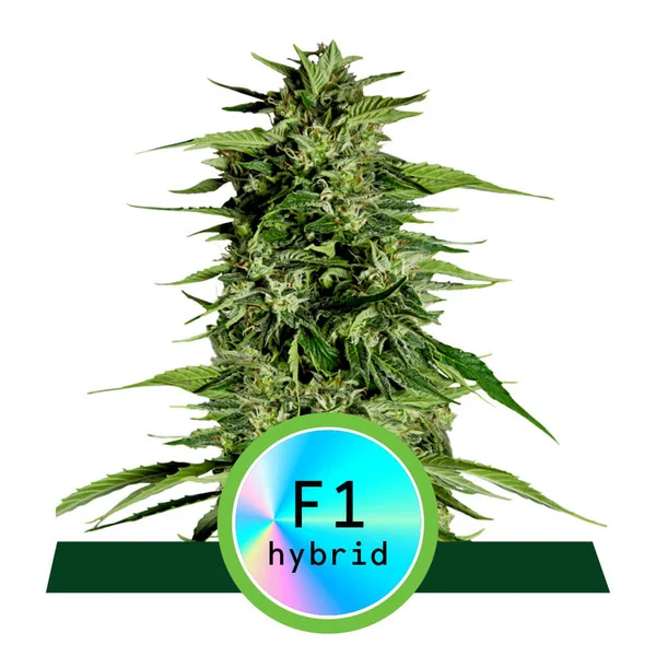Buy Royal Queen Seeds Hyperion F1 Auto FEM