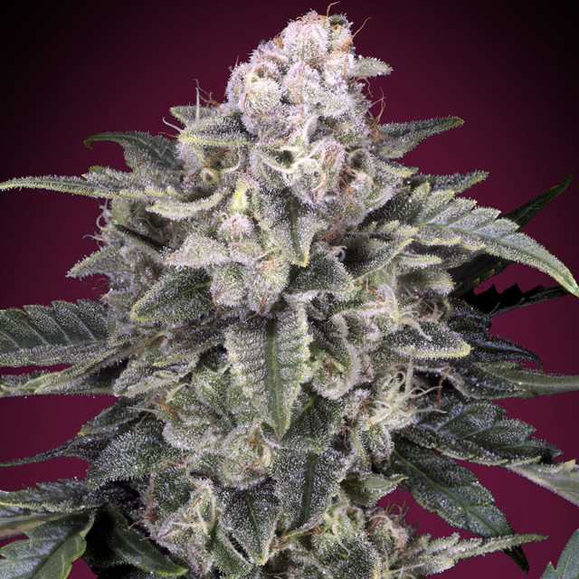 Buy Advanced Seeds Slurricane FEM