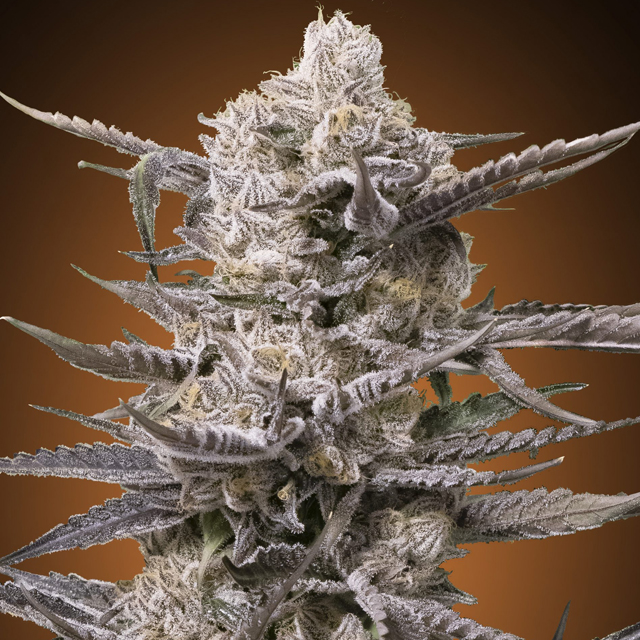 Buy Advanced Seeds Watermelon OG FEM