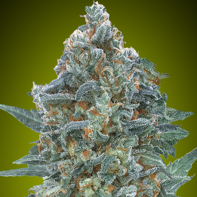 Buy Advanced Seeds Auto Critical Lemon CBD FEM