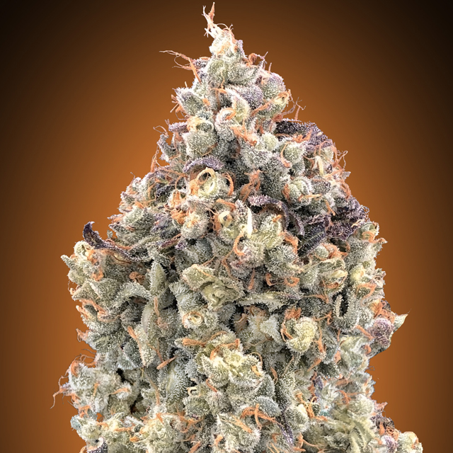 Buy Advanced Seeds Auto Watermelon OG FEM