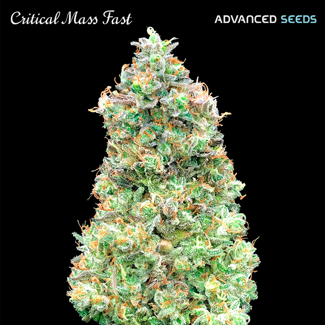 Buy Advanced Seeds Critical Mass Fast FEM