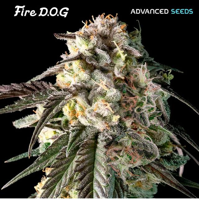Buy Advanced Seeds Fire DOG FEM