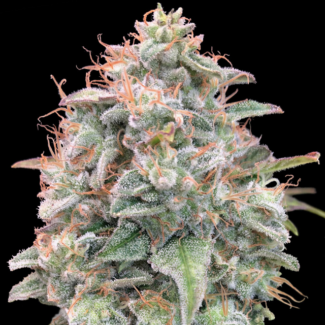 Buy Advanced Seeds Banana Cookies Auto FEM