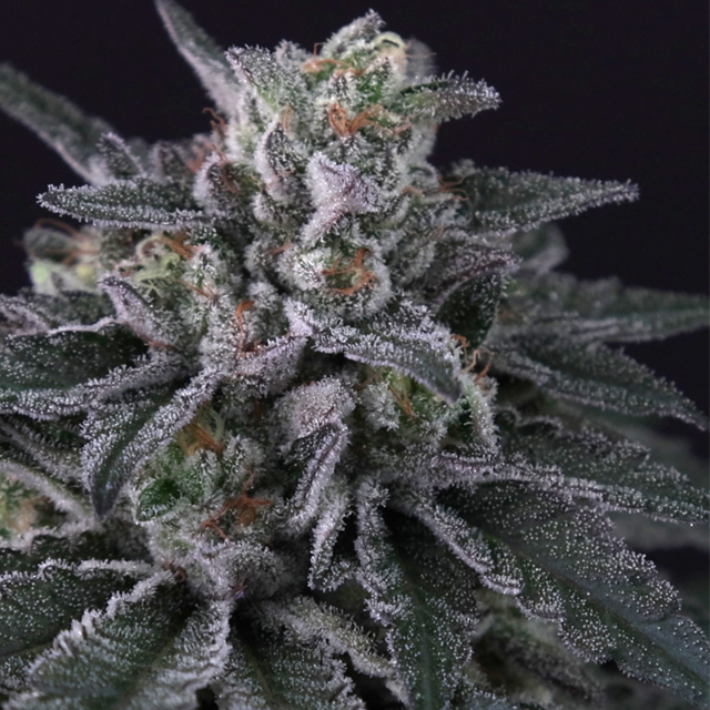 Buy Paradise Seeds Gulupa FEM