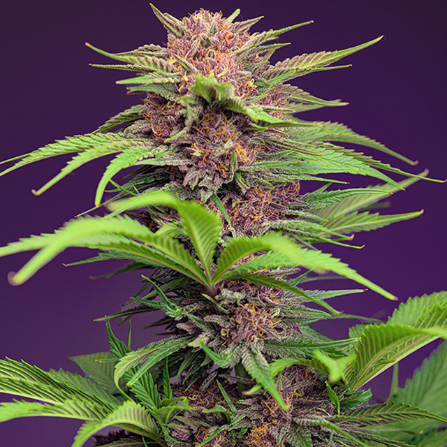 Buy Sweet Seeds Red Mimosa XL Auto FEM